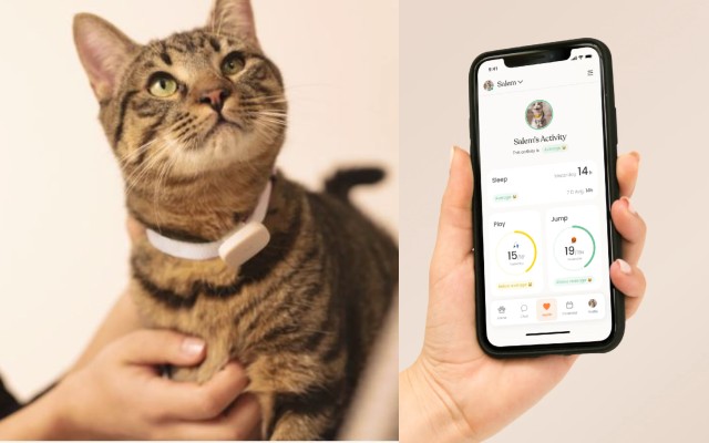 Moggie App Connected Cat Wearable pour le suivi des activités -