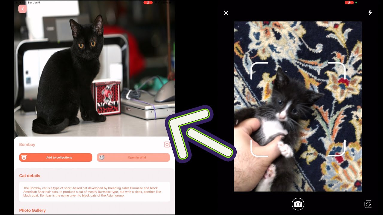 Cat Scanner - Cette application iPhone identifie les races de chats -