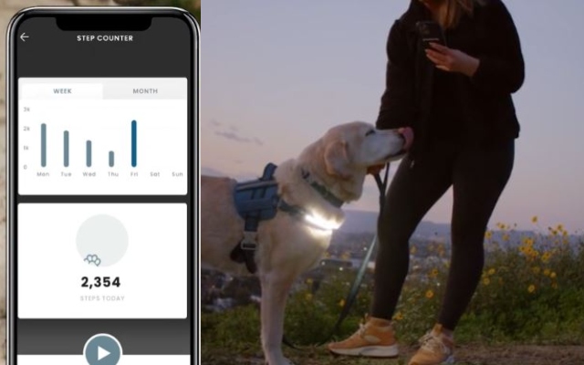 Harnais pour chien lumineux connecté Lumi App pour les promenades nocturnes -